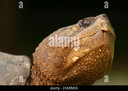 Schnappschildkröte (Chelydra serpentina), Stanley Quarter Park, New Britain, Connecticut Stockfoto