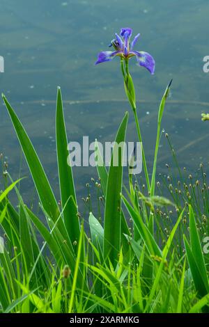 Harlequin Blueflag (Iris versicolor), West Hartford Reservoirs, West Hartford, Connecticut Stockfoto