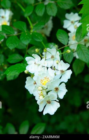 Multiflora Rose (Rosa multiflora), West Hartford Reservoirs, West Hartford, Connecticut Stockfoto
