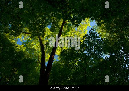 Walddach, Stauseen West Hartford, West Hartford, Connecticut Stockfoto