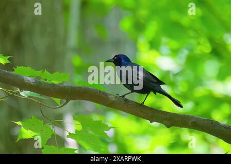 Der gewöhnliche Grackle (Quiscalus quiscula) ist ein Vogel, der in großer Zahl in Nordamerika vorkommt. Stockfoto