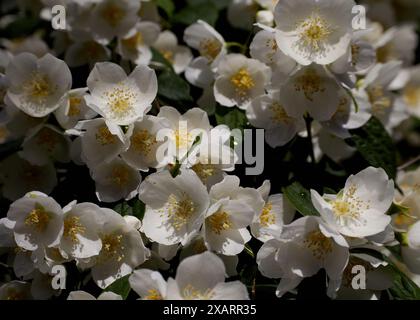 Nahaufnahme eines Zweigs mit wunderschönen weißen Jasminblüten natürlichen Hintergrund. Selektiver Fokus, geringe Schärfentiefe Stockfoto