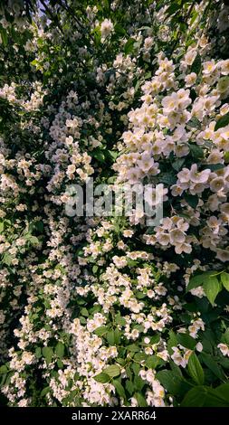 Zweig der schönen weißen Jasmin Blüten natürlichen Hintergrund. Tiefenschärfe, geringe Schärfentiefe Stockfoto