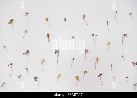 Ein minimalistisches Arrangement aus verschiedenen kleinen, getrockneten Blumen, die an einer weißen Wand befestigt sind, zeigt eine einfache und elegante botanische Kunstausstellung. Stockfoto