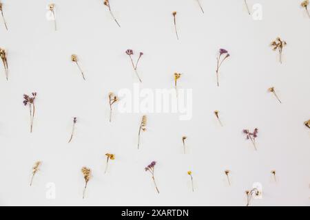 Ein minimalistisches Arrangement aus verschiedenen kleinen, getrockneten Blumen, die an einer weißen Wand befestigt sind, zeigt eine einfache und elegante botanische Kunstausstellung. Stockfoto