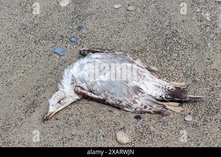 Toter Vogel, junge Möwe, die am Sandstrand in ital liegt Stockfoto