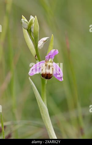 BienenOrchideen-Bicolor in den Cotswolds Gloucestershire UK Stockfoto