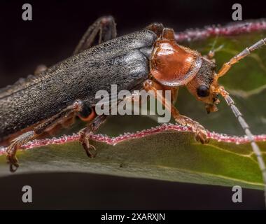 Nahaufnahme eines Bombardier-Käfers, der auf einem Pflanzenblatt sitzt Stockfoto