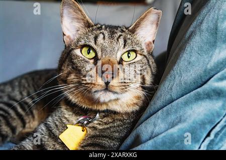 Hauskatze Nahaufnahme Stockfoto