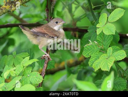 Ein gemeiner Whitethroat (Curruca communis) in den Cotswold Hills Gloucestershire UK Stockfoto