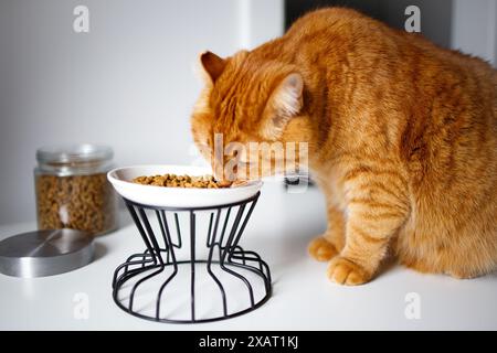 Ginger Erwachsene Katze, die aus der Schüssel isst Stockfoto