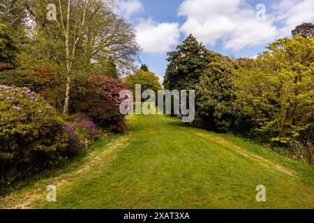 Der Terrace Walk im Frühling, auf dem Gelände von Muncaster Castle, Ravenglass, Lake District, Cumbria, England, Vereinigtes Königreich. Stockfoto