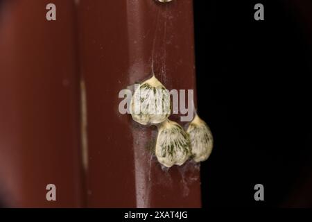 Familie Santalaceae Gattung Viscum wildes Naturpflanzensamen Stockfoto