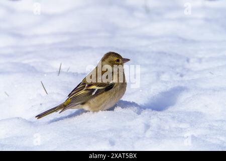Fringilla coelebs Familie Fringillidae Gattung Fringilla Common Chaffinch Wild Nature Vogel Bild, Fotografie, Tapete Stockfoto