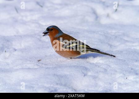 Fringilla coelebs Familie Fringillidae Gattung Fringilla Common Chaffinch Wild Nature Vogel Bild, Fotografie, Tapete Stockfoto