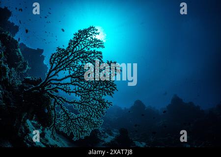 Bunaken Island - Reefscapes Stockfoto