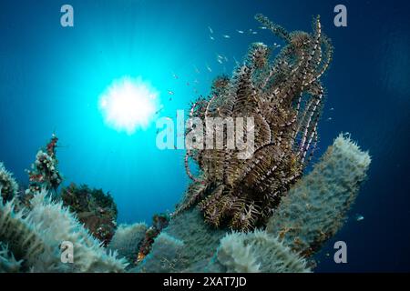 Bunaken Island - Reefscapes Stockfoto