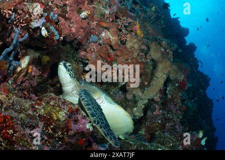 Bunaken Island - Reefscapes Stockfoto