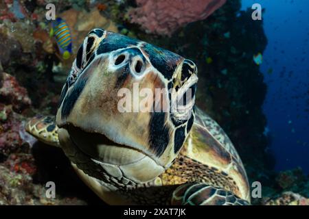 Bunaken Island - Reefscapes Stockfoto