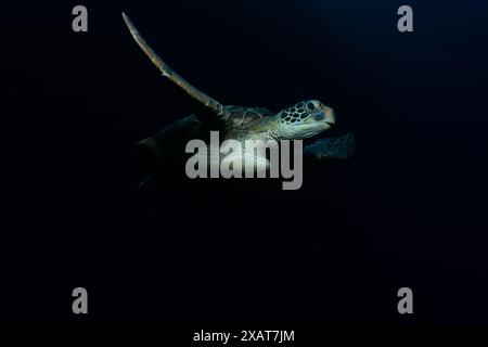 Bunaken Island - Reefscapes Stockfoto