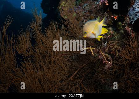 Bunaken Island - Reefscapes Stockfoto