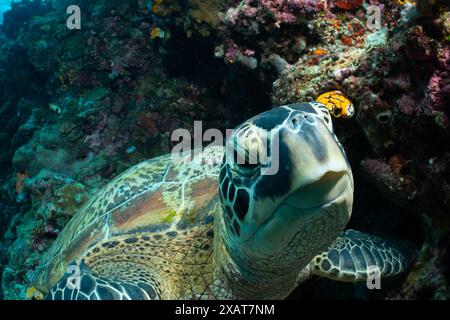 Bunaken Island - Reefscapes Stockfoto