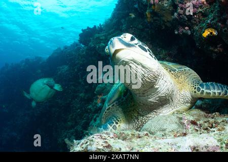 Bunaken Island - Reefscapes Stockfoto