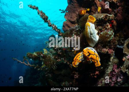 Bunaken Island - Reefscapes Stockfoto
