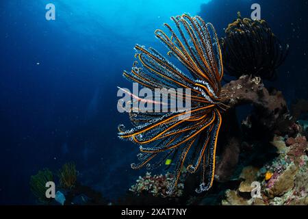 Bunaken Island - Reefscapes Stockfoto
