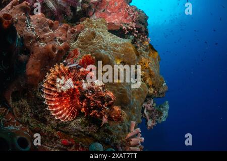 Bunaken Island - Reefscapes Stockfoto