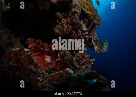 Bunaken Island - Reefscapes Stockfoto