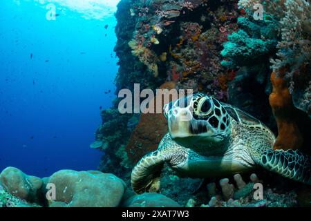 Bunaken Island - Reefscapes Stockfoto