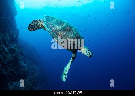 Bunaken Island - Reefscapes Stockfoto