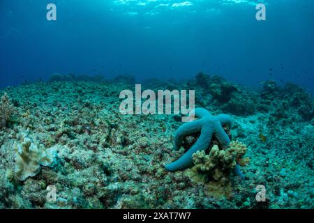 Bunaken Island - Reefscapes Stockfoto