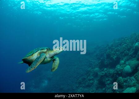 Bunaken Island - Reefscapes Stockfoto