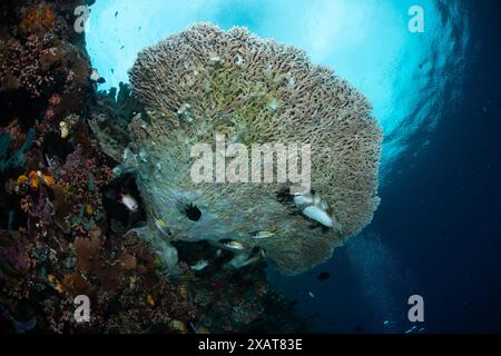 Reefscape - Bunaken Island Stockfoto