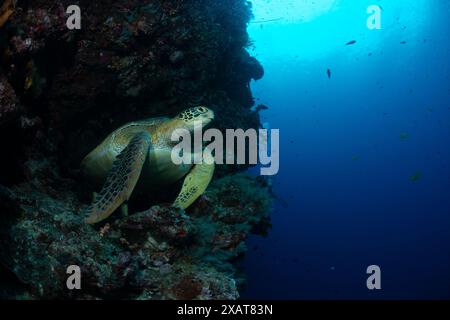 Reefscape - Bunaken Island Stockfoto