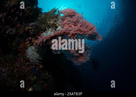 Reefscape - Bunaken Island Stockfoto