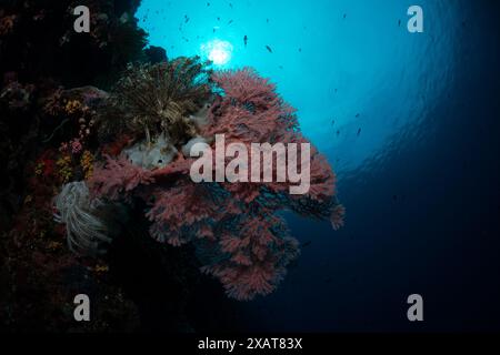 Reefscape - Bunaken Island Stockfoto