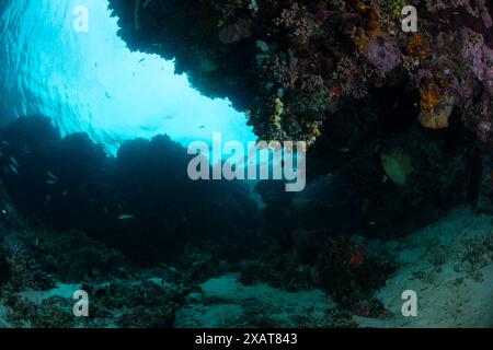 Reefscape - Bunaken Island Stockfoto