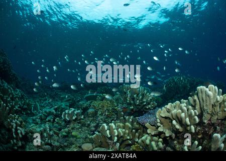 Reefscape - Bunaken Island Stockfoto