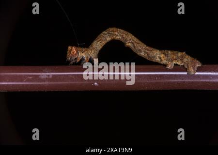 Familie Geometridae Motte Raupe wilde Natur Insektenfotografie, Bild, Tapete Stockfoto