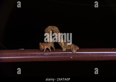 Familie Geometridae Motte Raupe wilde Natur Insektenfotografie, Bild, Tapete Stockfoto