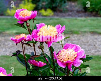 Schöne Pfingstrose Doreen Blumen in einem Garten Stockfoto