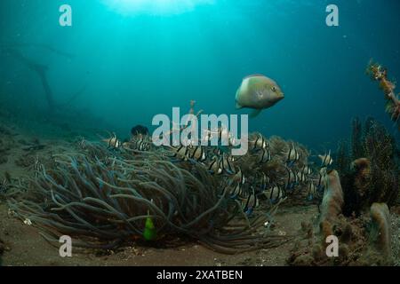 Unterwasserlandschaften in der Lembeh Strait Stockfoto