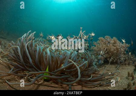 Unterwasserlandschaften in der Lembeh Strait Stockfoto