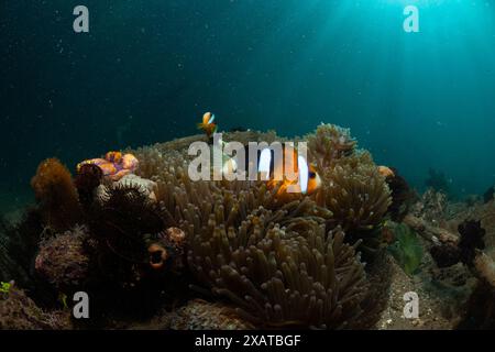 Unterwasserlandschaften in der Lembeh Strait Stockfoto
