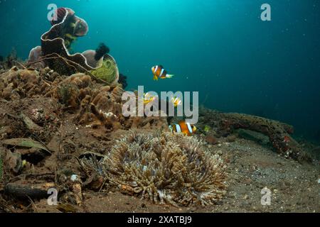 Unterwasserlandschaften in der Lembeh Strait Stockfoto