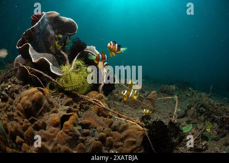Unterwasserlandschaften in der Lembeh Strait Stockfoto