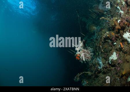 Unterwasserlandschaften in der Lembeh Strait Stockfoto